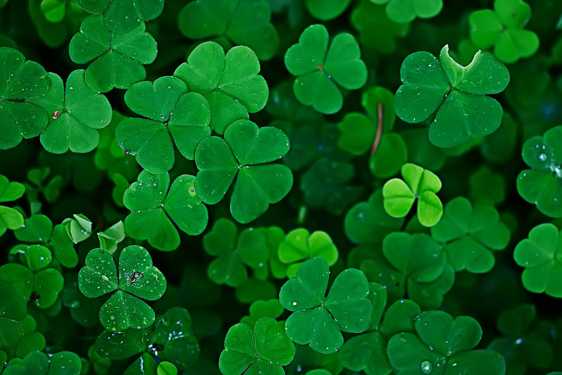 What's the best way to find a four-leaf clover?